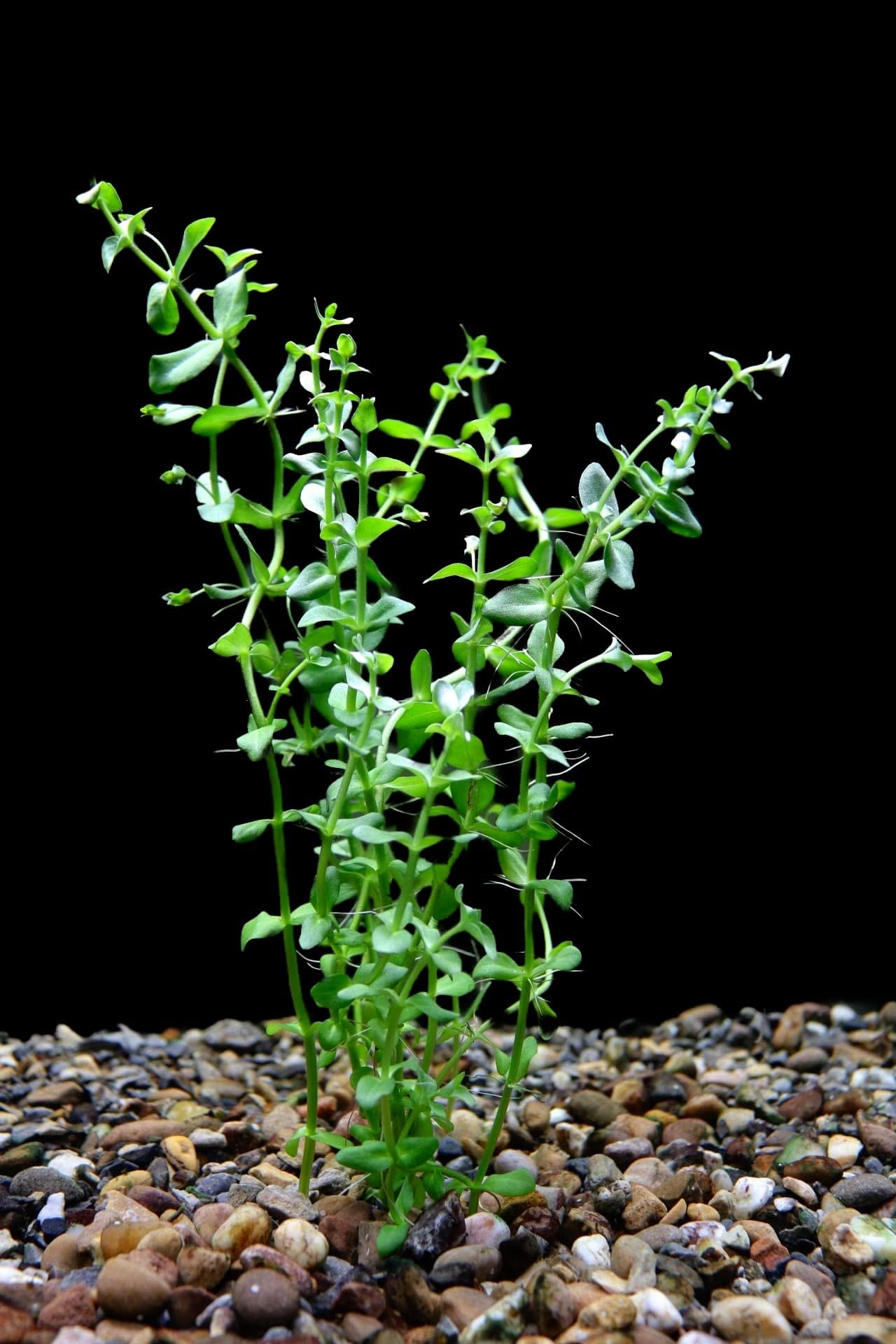 BACOPA CAROLINIANA Live Aquarium Plants Tropical Fish Tank Shrimp Safe (5+ Individual Stems per Bunch.)