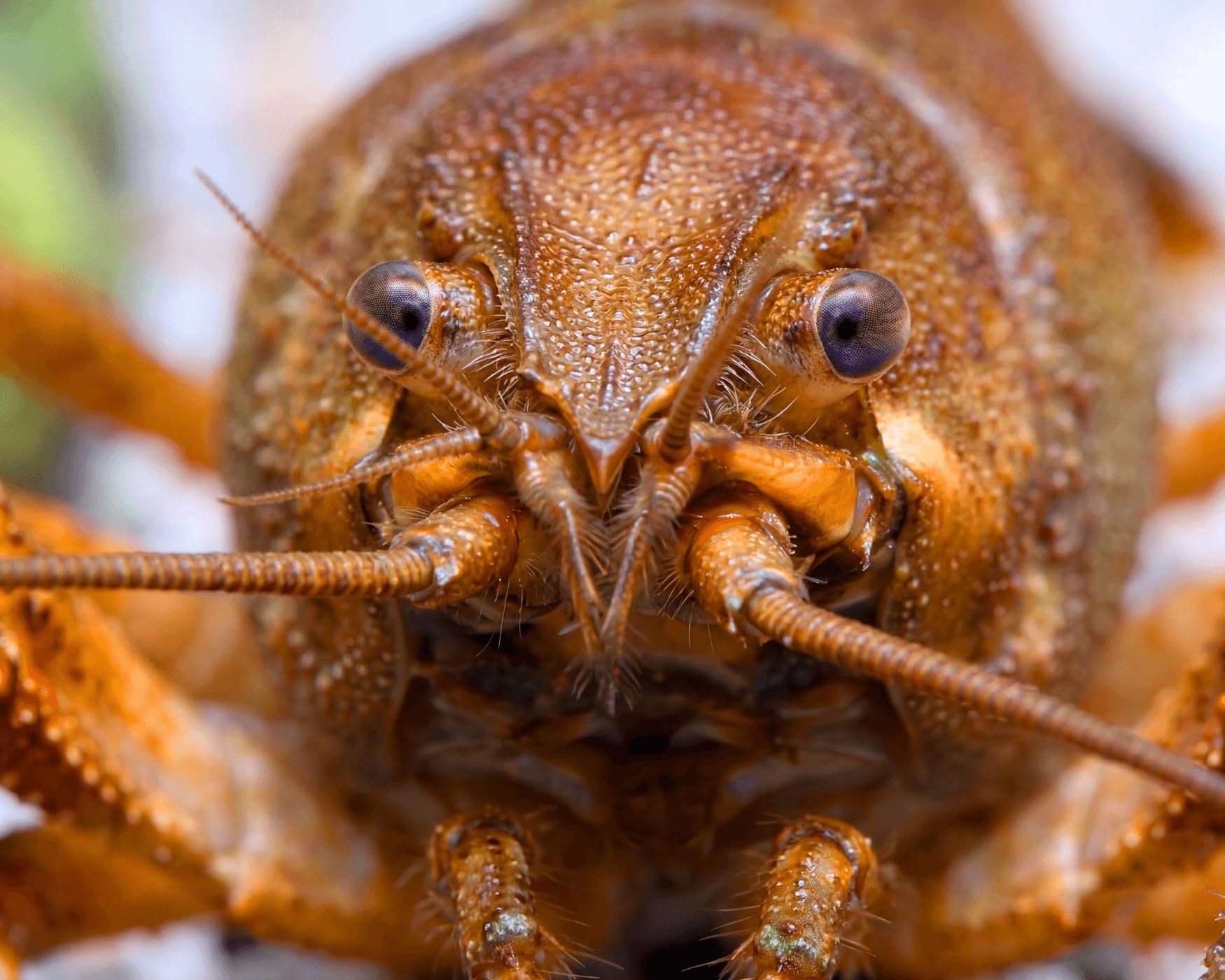 Teich Edelkrebs - Astacus Astacus I Die Gesundheitspolizei im Gartenteich I frisst abgestorbene Pflanzen und Tote Tiere I 1 Pärchen