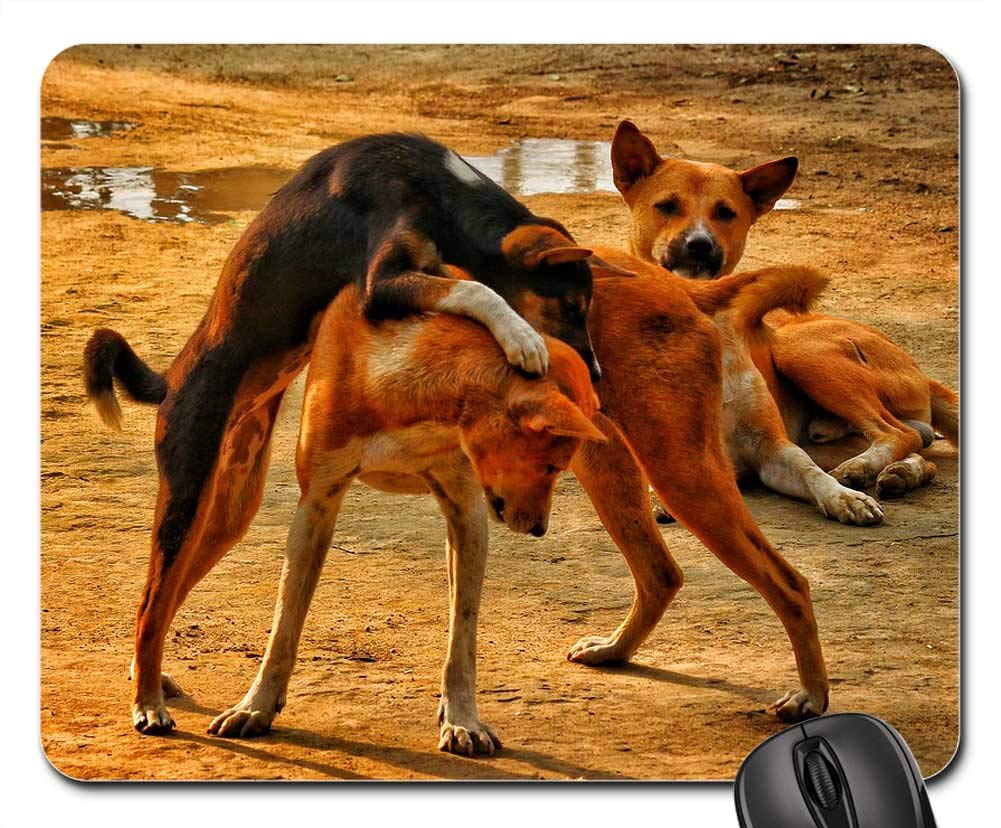 Mouse Pad - Dog Puppy Play Happy No Breed Outdoors Homeles