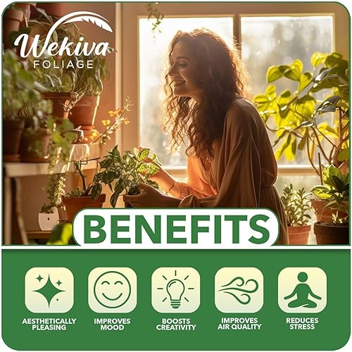 Miniatura 3 de Magic Lantern Rose Bush - 4 plantas de inicio vivas, versátil y hermosa rosa Grandiflora añade color y fragancia a cualquier jardín