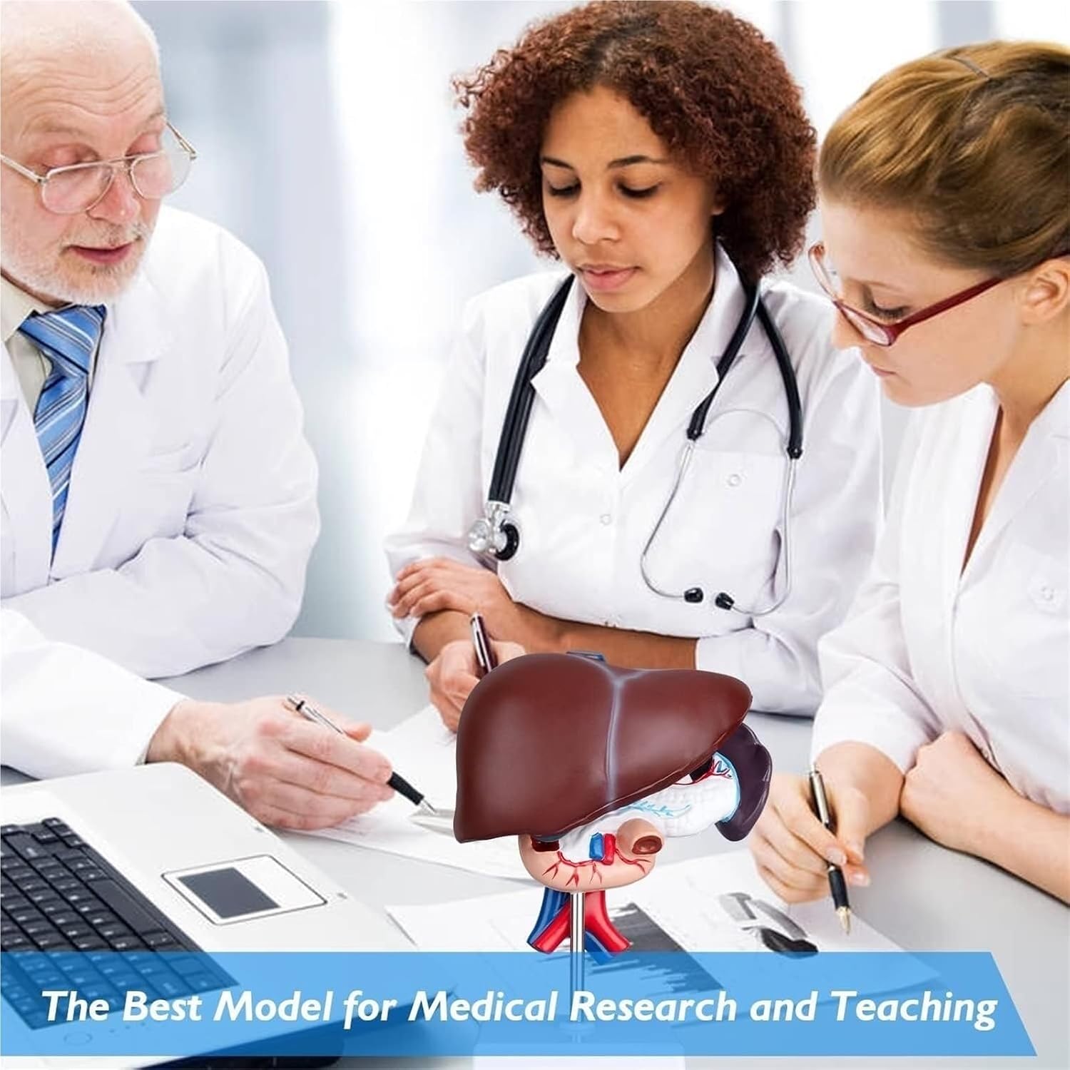 Liver Anatomy Model, Pancreatic Pathology, Suitable for Educational Classroom Research Display