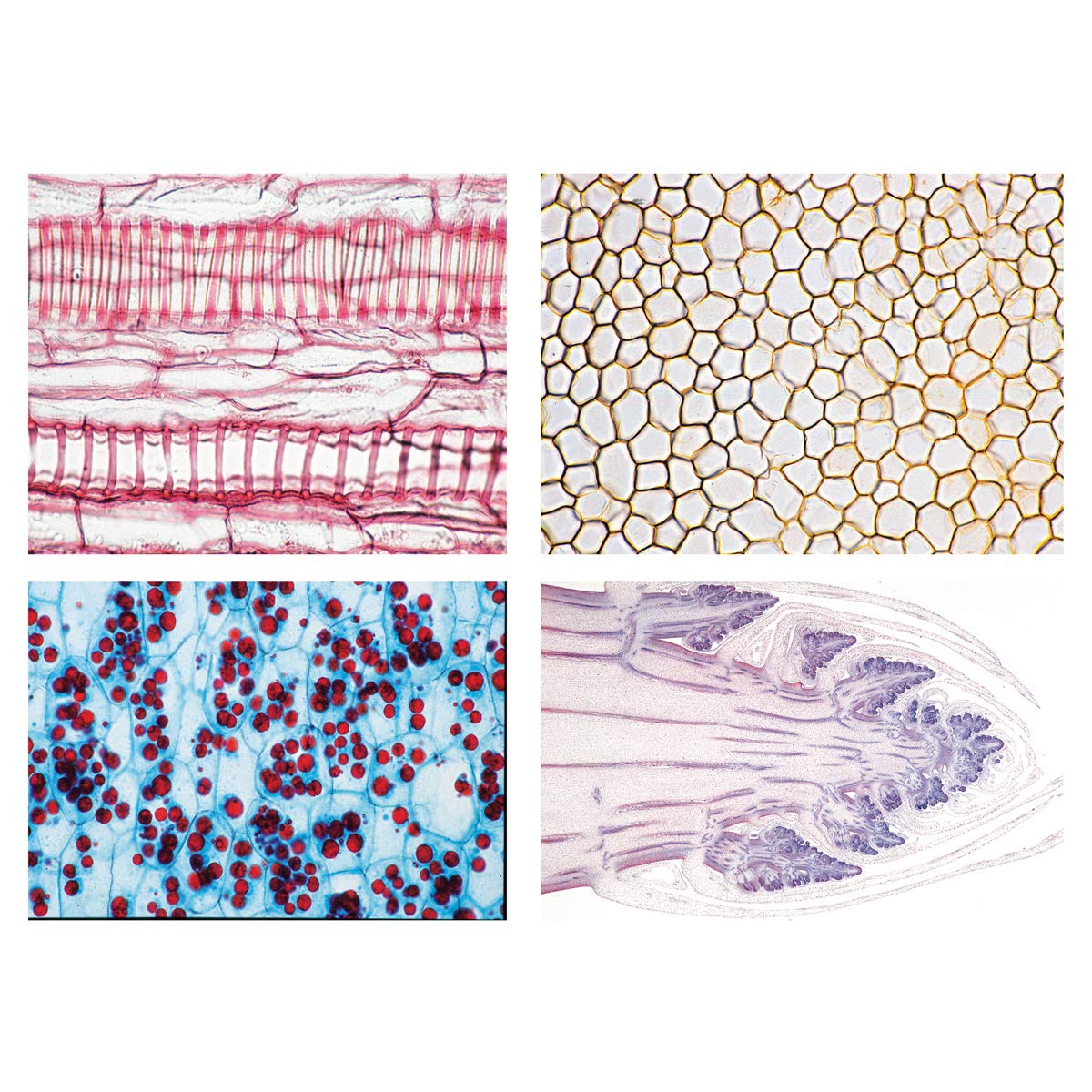 Angiospermae II Cellules et tissus lames de microscope W13017