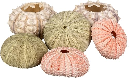 Miniatura 7 de Soportes para plantas de aire de erizo de mar, paquete de 6 unidades, kit de variedades de conchas de erizos de mar para colgar, soportes