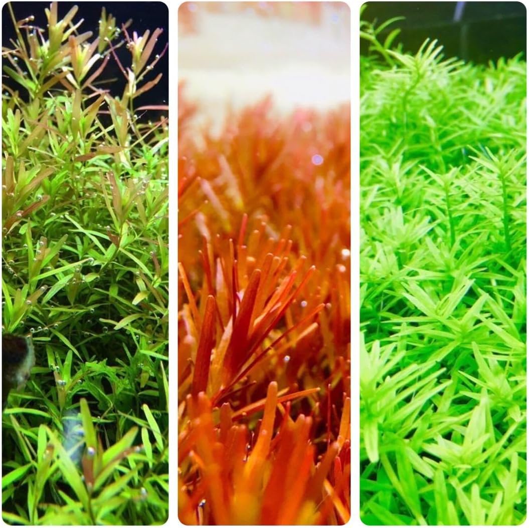 天然流木 アクアリウム ADA インテリア 煮沸済み 沈水確認済み 【53