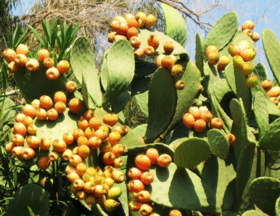 Nopal Yellow Fruit nopalina nopalea Exotic Edible Cactus Sweet Juice 20 Seeds