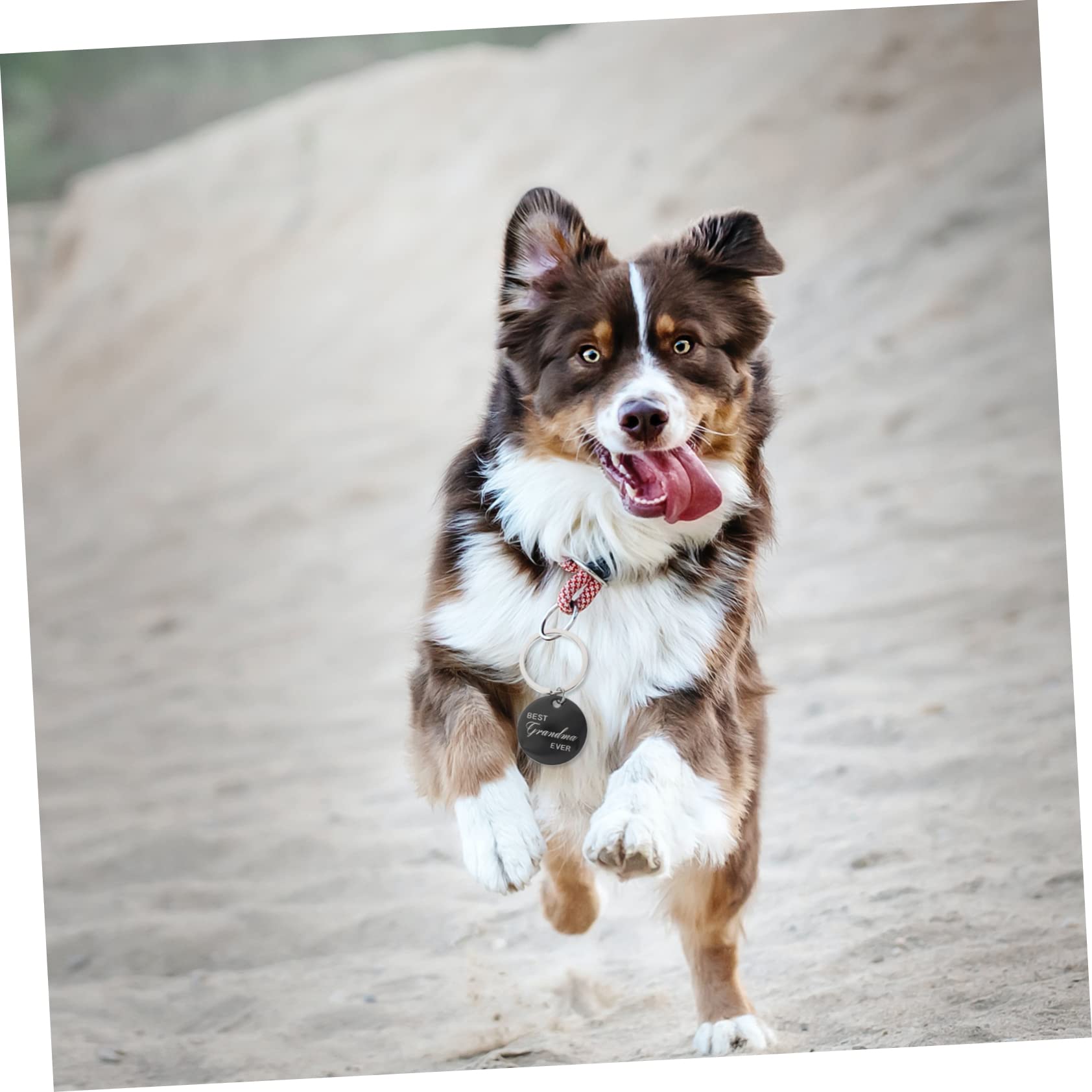 Toddmomy 20pièces Médaillons Identification pour Animaux Acier Étiquettes Gravées pour Et Chiens Accessoires Personnalisables avec Nom Et Coordonnées
