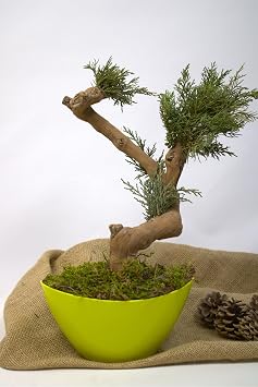 Yapay Bonsai A ac , 35 cm, Saks da, Ye il, Dekoratif   Mekan Bitkisi