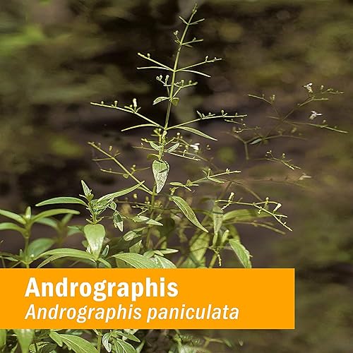 Miniatura 5 de Herb Pharm Andrographis Extracto líquido para apoyo del sistema inmunológico, 1 onza líquida (paquete de 1) (DANDRO01)