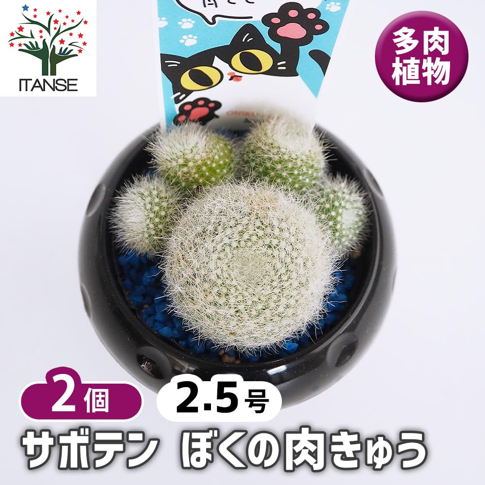 Amazon.co.jp: ITANSE ぼくの肉きゅう 2.5号 2個セット 多肉植物