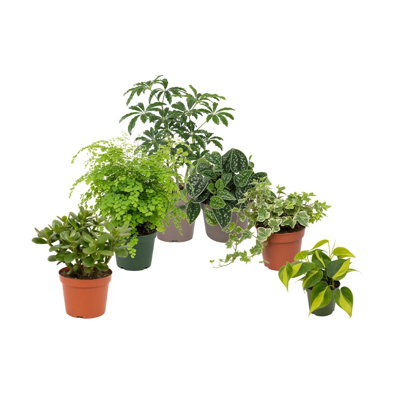 DECOALIVE Pack 6 Plantas de Interior para Amantes con Experiencia