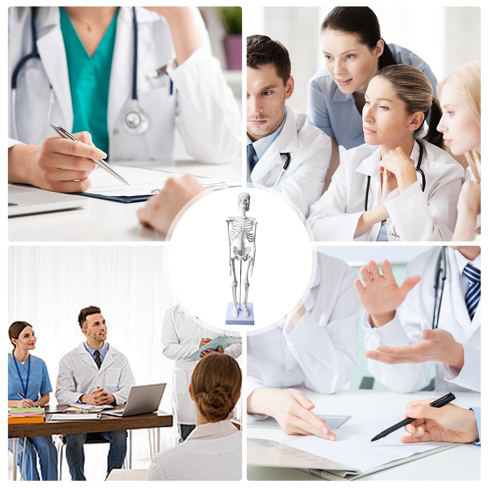 Modello di scheletro umano da 45 cm per anatomia, modello di anatomia a scheletro piccolo, modello funzionale di anatomia per studio di medicina e cliniche