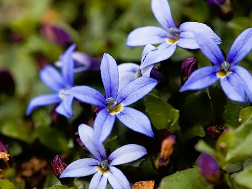 Vista 24 de Greenwood Nursery: Plantas vivas de cobertura del suelo - Bugleweed Blueberry Muffin + Ajuga Reptans - [Cantidad: 1x Maceta de Pinta]