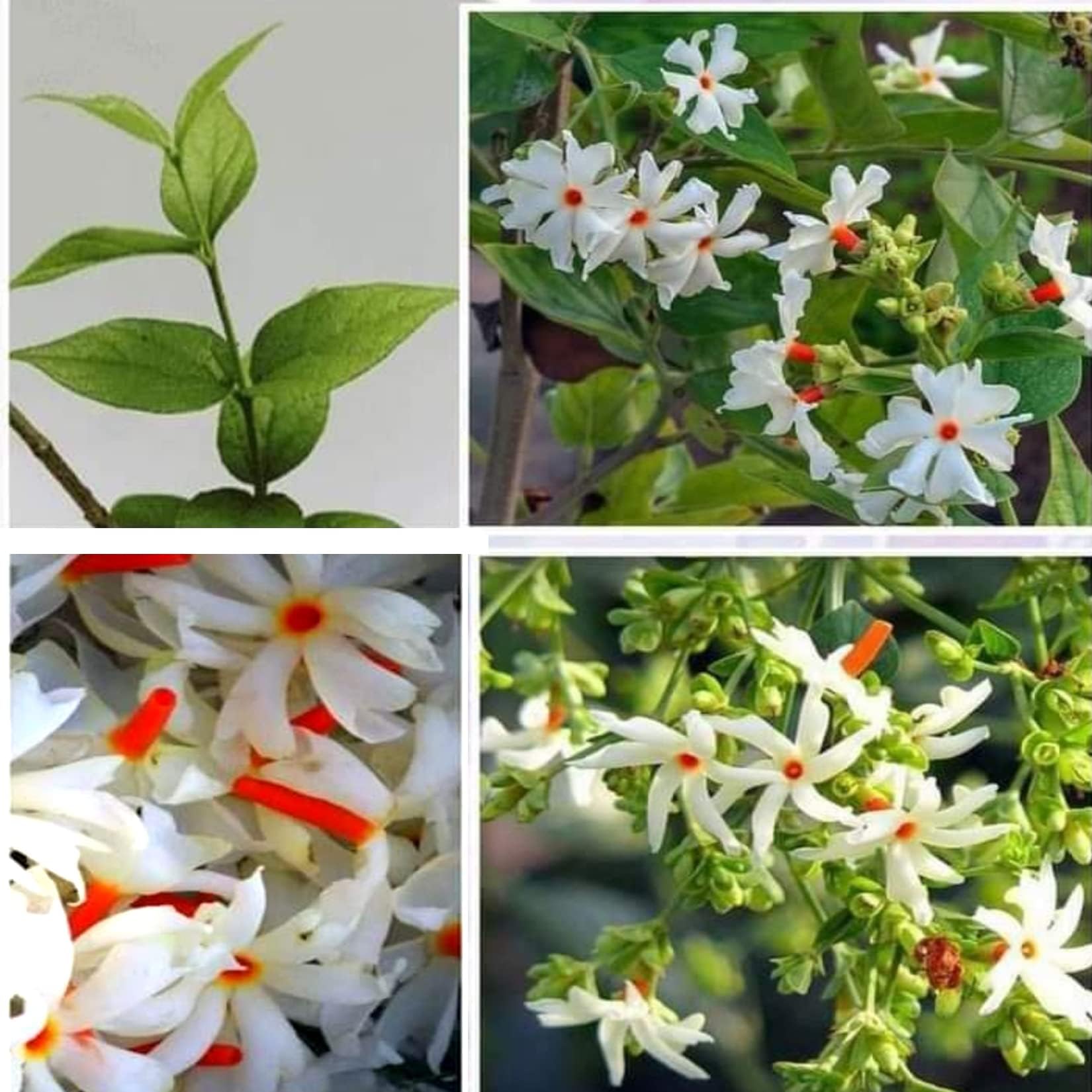 AGRO ALIVE Parijat Nyctanthes Arbor-tristis, Night Flowering Jasmine, Harshringar, Parijatak seuli Flower Live Plant