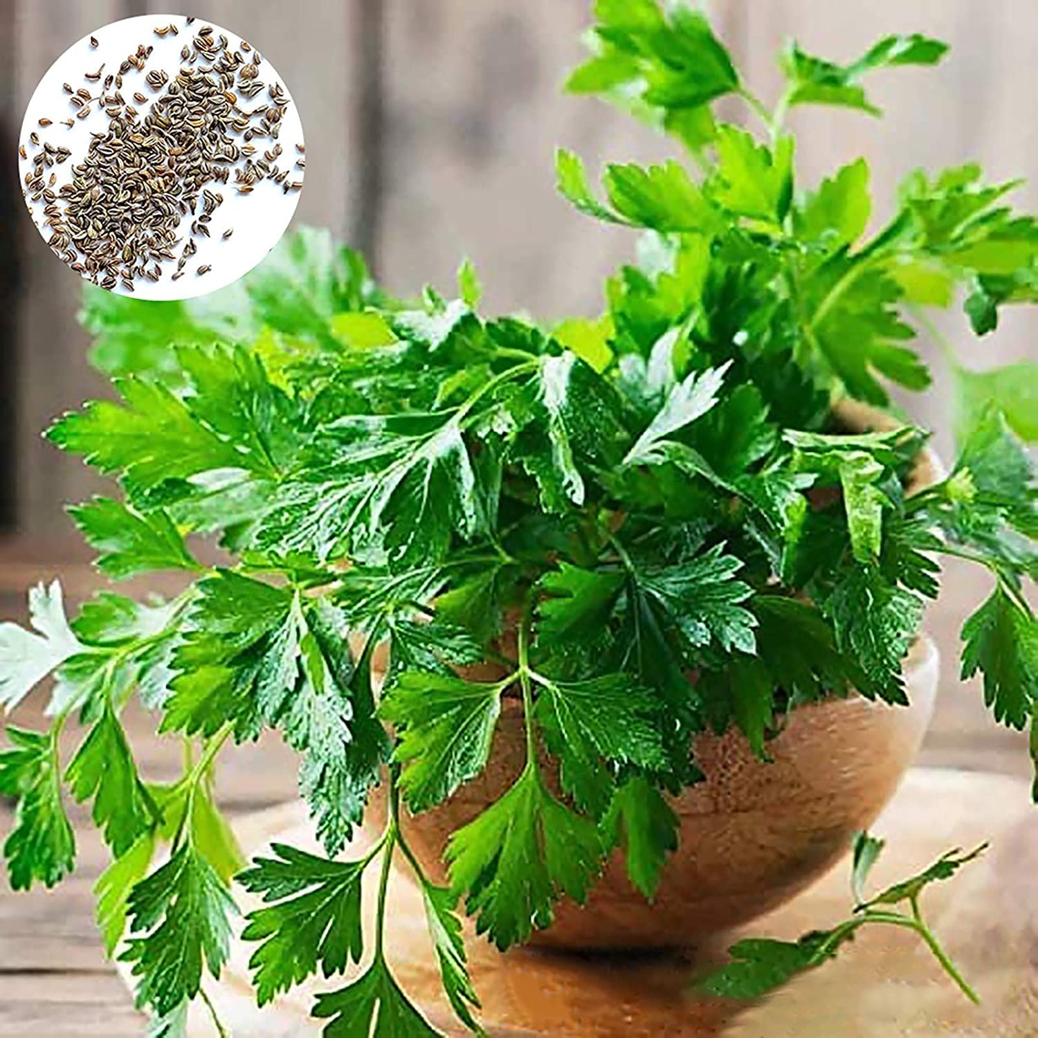 1 Bag Parsley Seed Smooth Edible Direct Cultivation Natural Deodorant Umbelliferae Seed for Countryside - Parsley