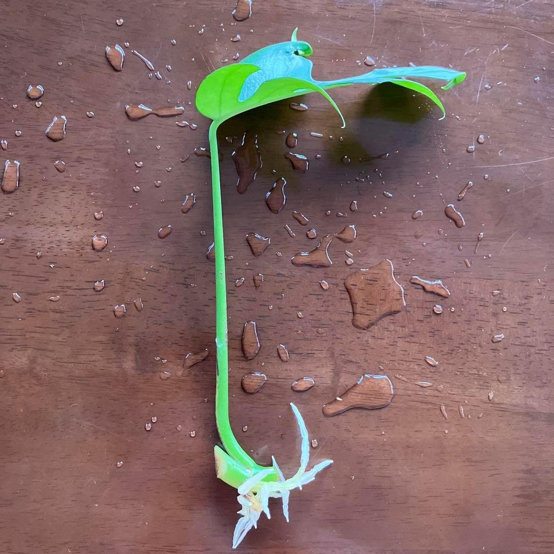 Impressive Monstera Root Seedlings Himonstera
