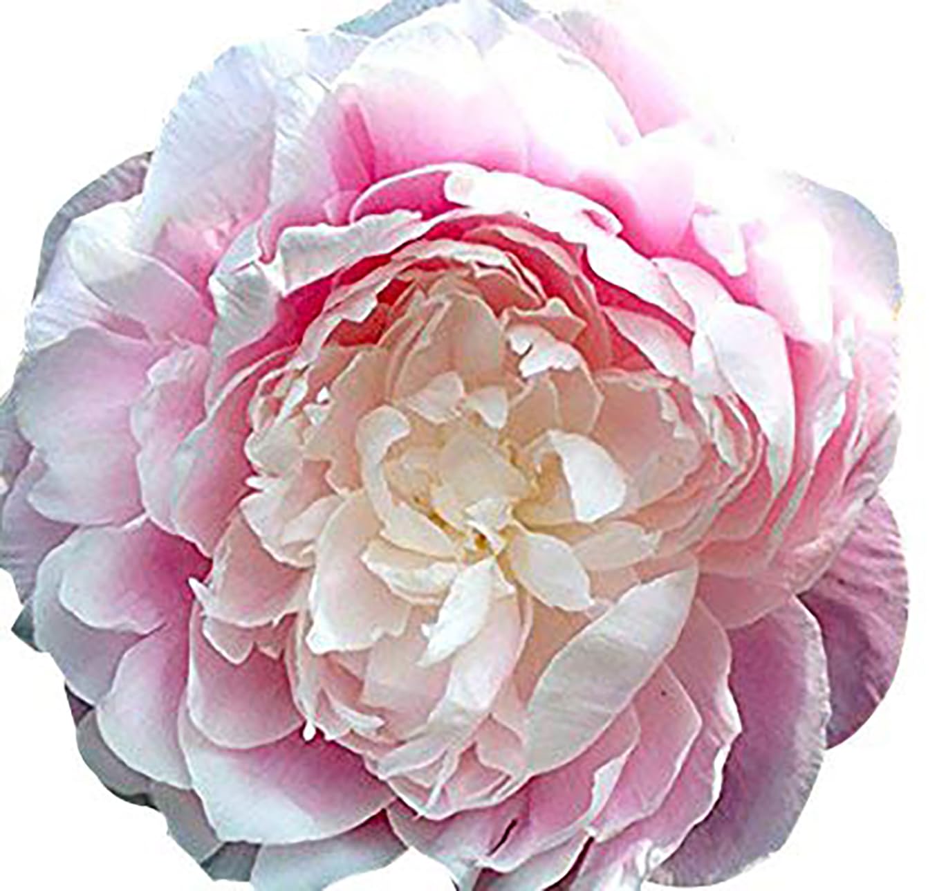 Tourangelle Peony