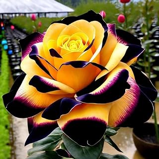 Elegance Rose Rhizome, Surprisingly Growing, Hardy Perennial, Suitable for Spring and Autumn, No Watering Required, 1 Rhizome-G 1 Rhizom G