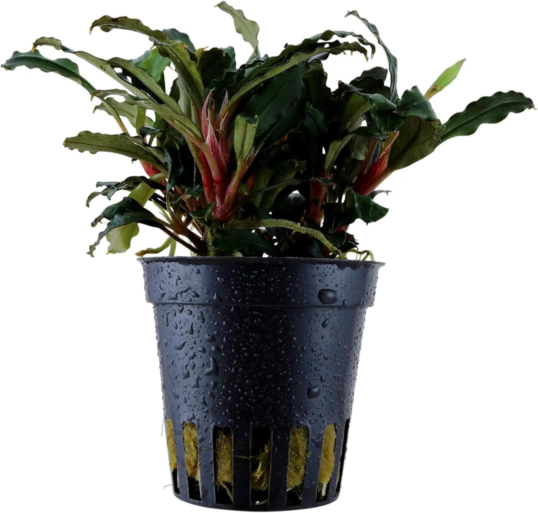 Bucephalandra sp 'Red'