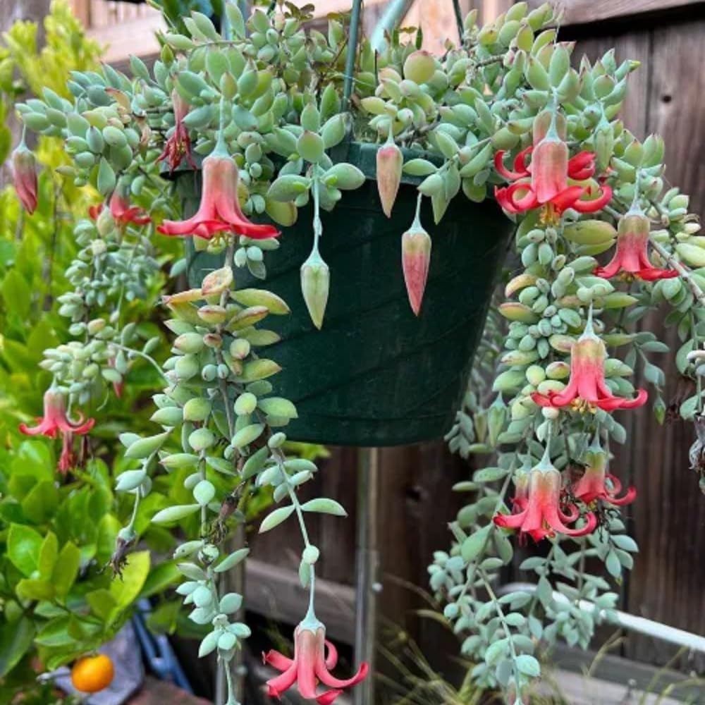 XL Size Cotyledon Pendens Succulent Live Plant Potted, Trailing Succulent Rare House Plant for Home Office Decoration, Indoor Outdoor Growing, 6" Pot