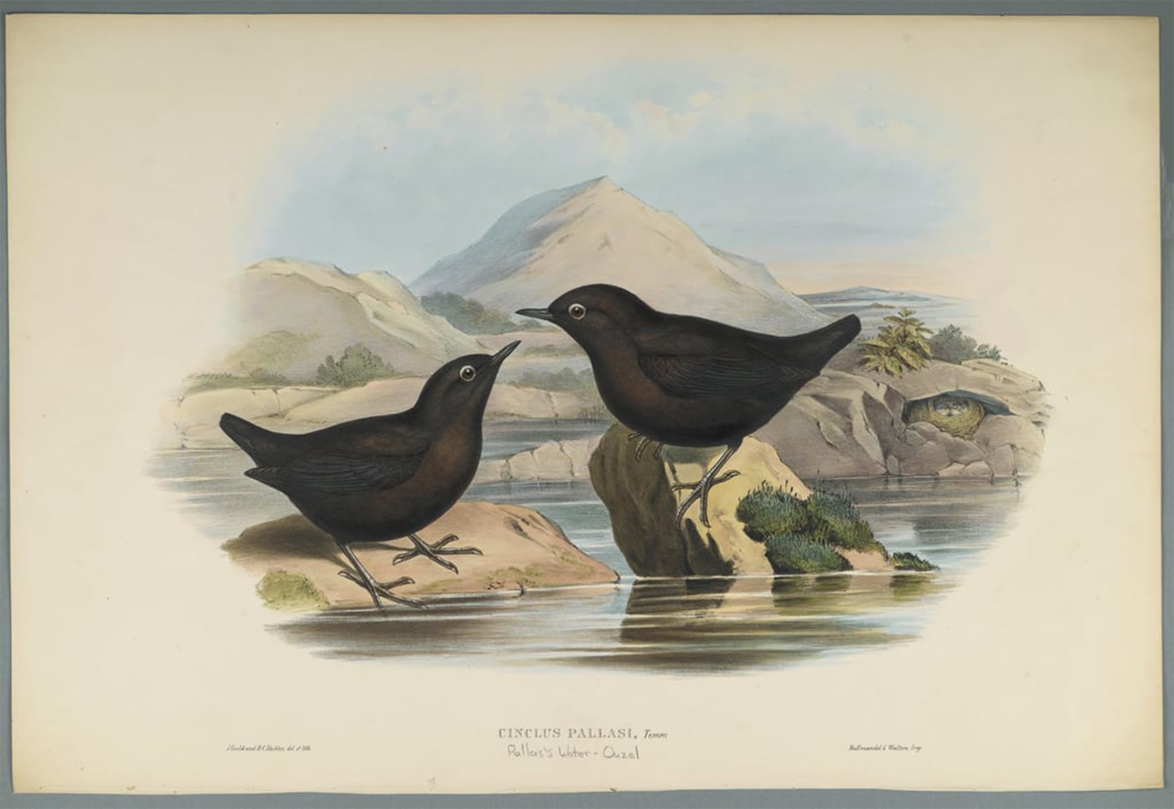 Serendipitp No Frame Abstract Painting Mural Print Picture Wall Decor Painting Animal Bird Cinclus Pallasi Pallas Water Ouzel By John Gould Vintage Wall Artwork For Home Decor 60X90cm