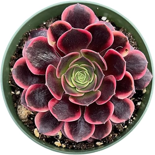 Echeveria 'Ramillette', paquete de 1 maceta de 4 pulgadas con mezcla de tierra, planta de casa real para recuerdos de fiesta, hogar, interior,