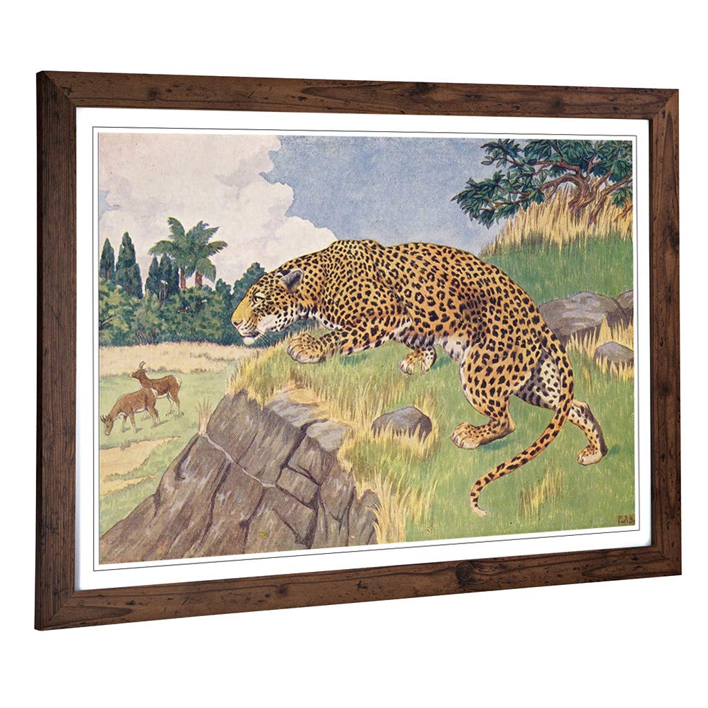 Big Box Art Framed Print of Vintage Percy J Billinghurst Leopard Design | Wall Art Picture | Home Decor for Kitchen, Living Room, Bedroom, Hallway, Walnut, A2 / 24.5x18 Inch / 62x45cm