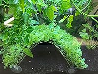 Review Image by Ash Ash