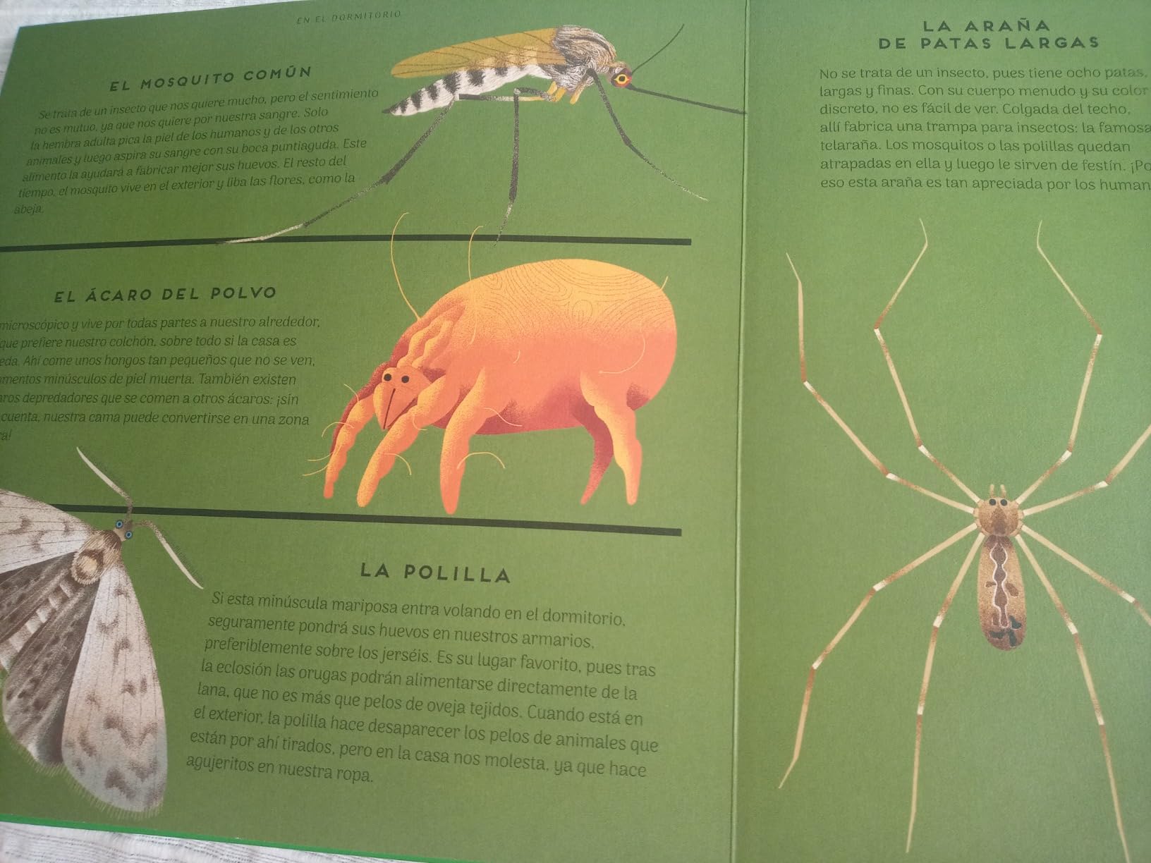 La vida secreta de los insectos (DK Infantil) : French, Jess, DK ...