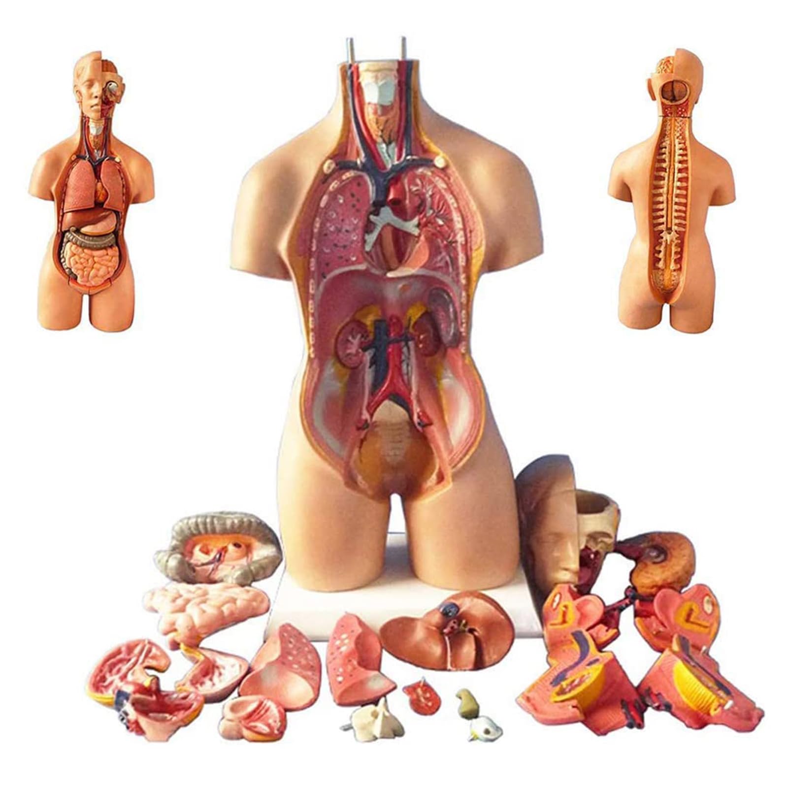 Modelo de ensamblaje del Torso de 55 cm Órganos internos anatómicos del Cuerpo Humano Anatomía del Pecho del Cuerpo Humano para educación y enseñanza