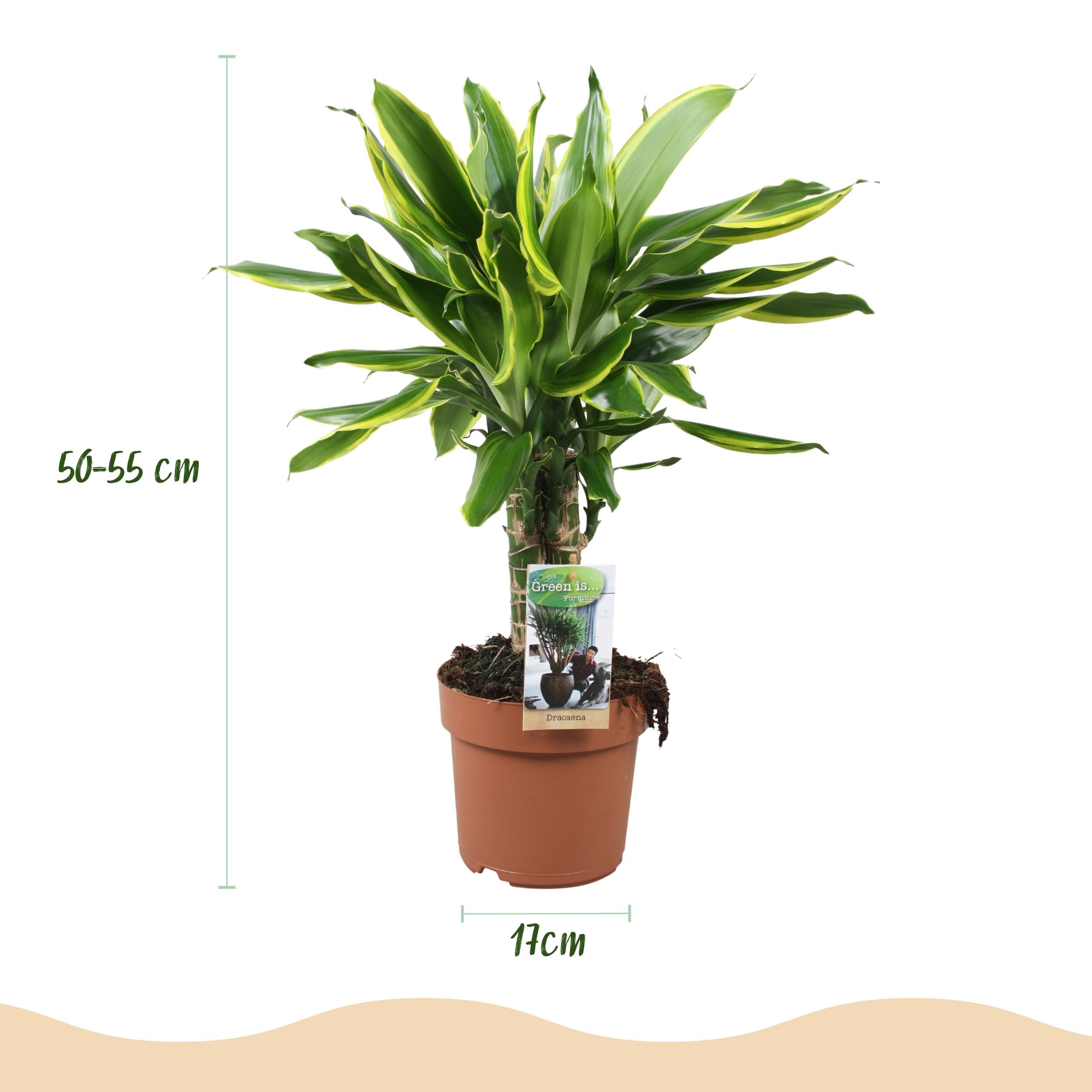 Dracaena fragrans Golden Coast - Drachenbaum - Pflegeleicht - Grn -  50-55cm - 17cm - Zimmerpflanze - Immergrn : Amazon.de: Garten