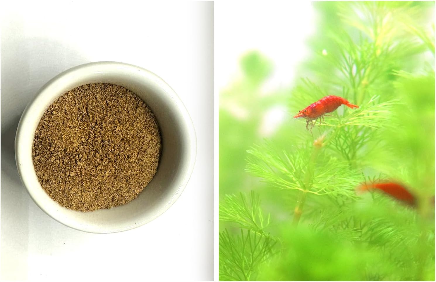 Set of Baby Food Shrimps Nutrition + Packs of Red Fire Shrimps Neocaridina Freshwater Aquarium and Fish Tank Live Shrimps by Shrimpspase (10 Pack + 1 Month Feeding)