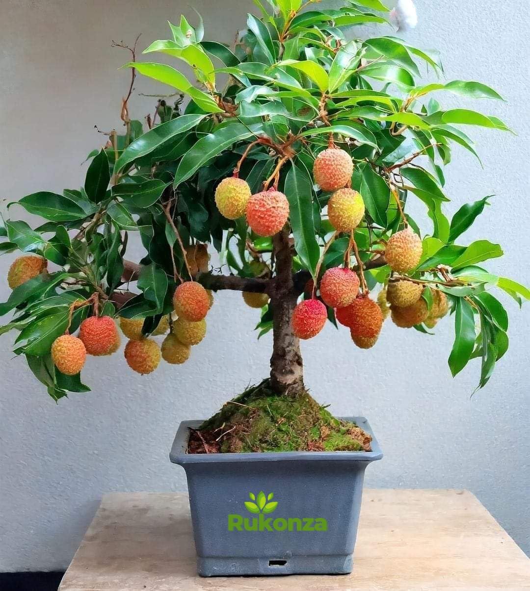 See full amazon price history chart for Rukonza Thailand Litchi Plant Hybrid - All Seasons Dwarf Sweet Tropica Rare Exotic Air Layered Lychee Tree, Height 3-4 Feet, Fruit After 1 Year, Pack of 1 plant Rukonza Thailand Litchi Plant Hybrid - All Seasons Dwarf Sweet Tropica Rare Exotic Air Layered Lychee Tree, Height 3-4 Feet, Fruit After 1 Year, Pack of 1 plant (B0D847GWNL) Amazon Price History, Amazon Price Tracker