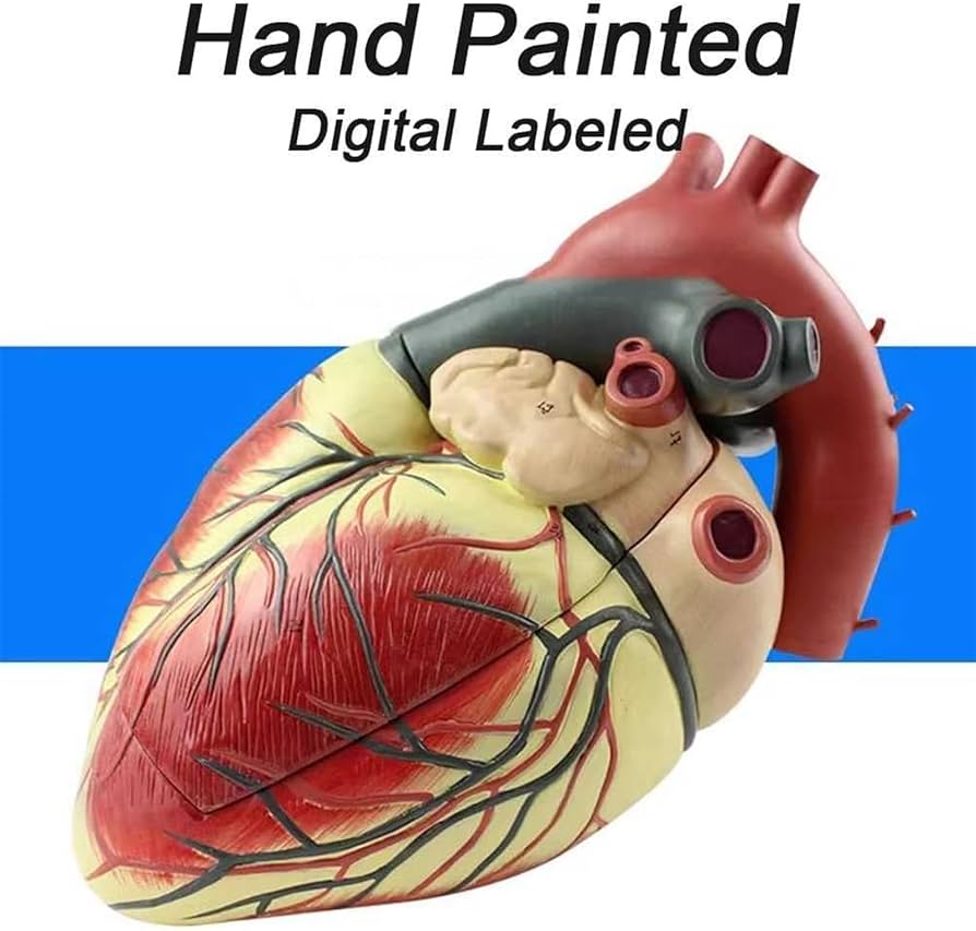 Amazon.co.jp: 4倍拡大心臓モデル、デジタルラベル付き