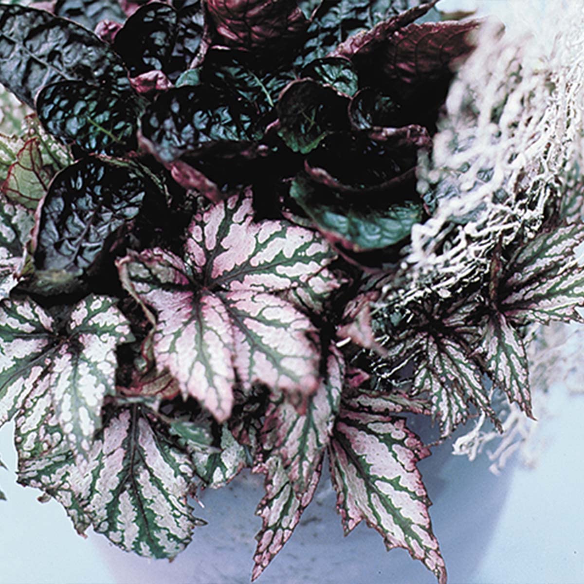 Bloomique - 3er-Set - Begonia Beleaf Mix - Blattbegonie - Zimmerpflanze -  Pflegeleicht - Hhe 20-25 cm - Topf 12 cm : Amazon.de: Garten