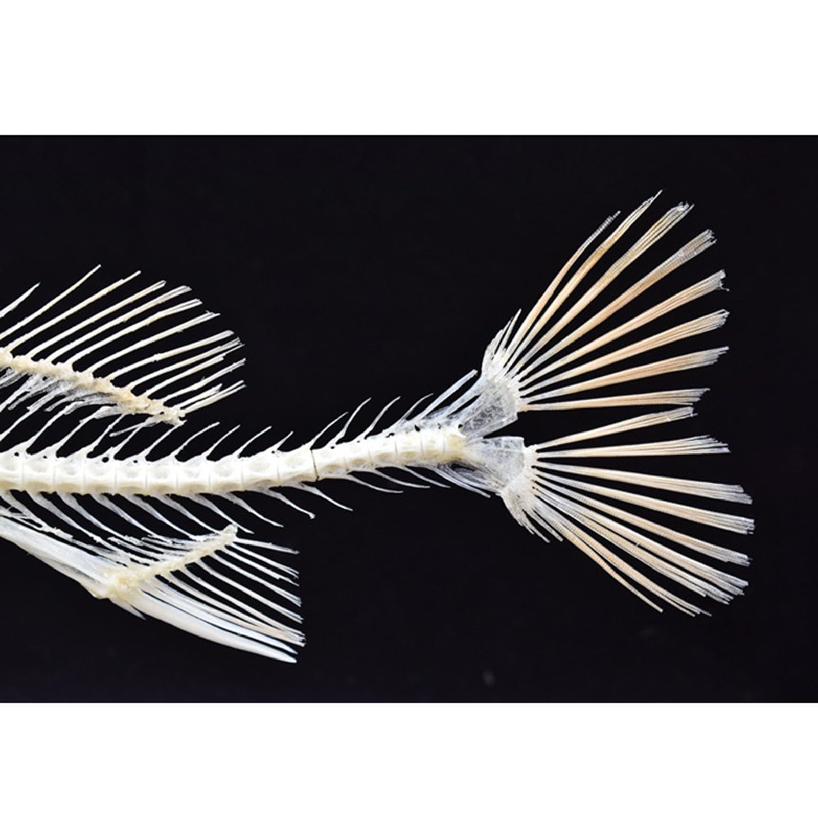スズキ骨格標本 約60cm スズキ骨格標本 約60cm