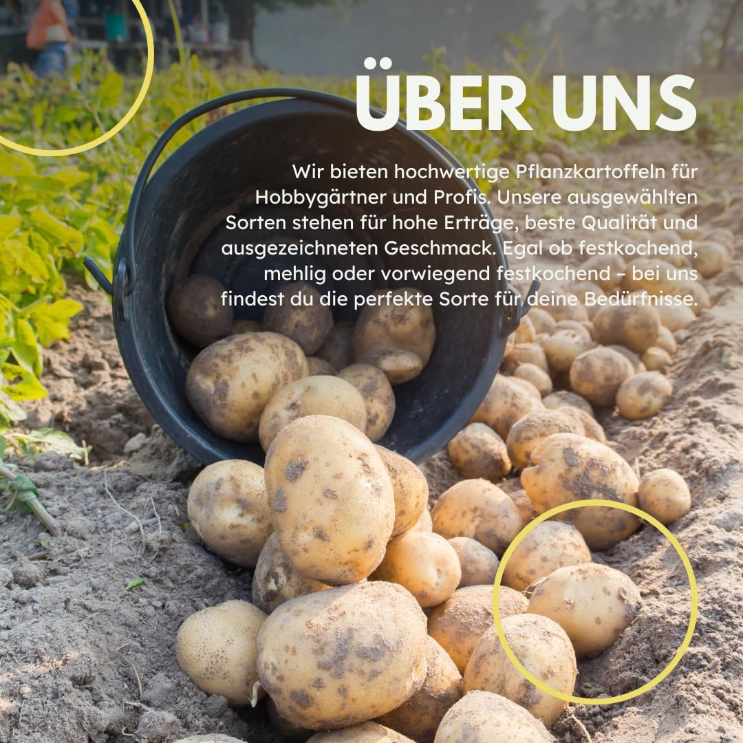 Pflanzkartoffeln Belana, 2,5 kg (ca. 35 Stück) festkochend, Premium Saatkartoffeln, frühreifenden Kartoffelsorte, gelbfleischig lange lagerfähig