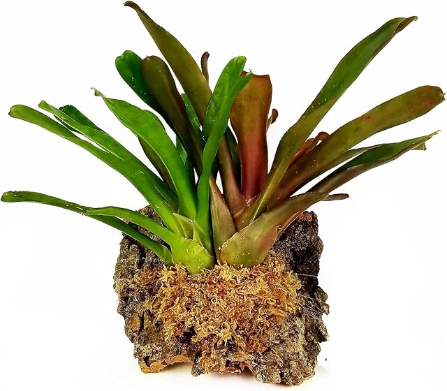 Foto 4 de 6 de besgrow Spagmoss Premium New Zealand Sphagnum - Musgo para todo tipo de flores, 150 gramos (12 litros)