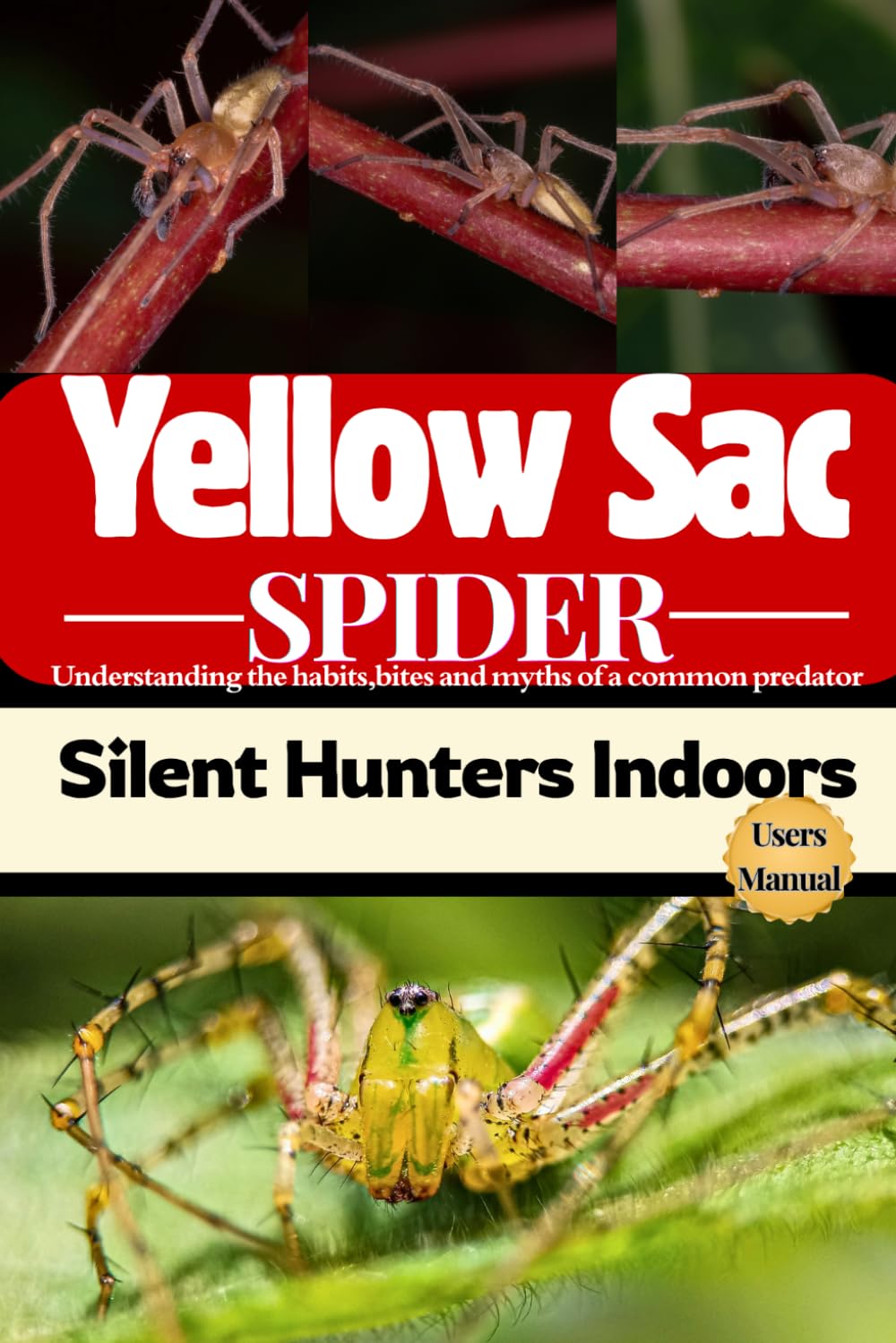 Yellow Sac Spider: silent Hunters Indoors: understanding the habits, bites and myths of a common predator
