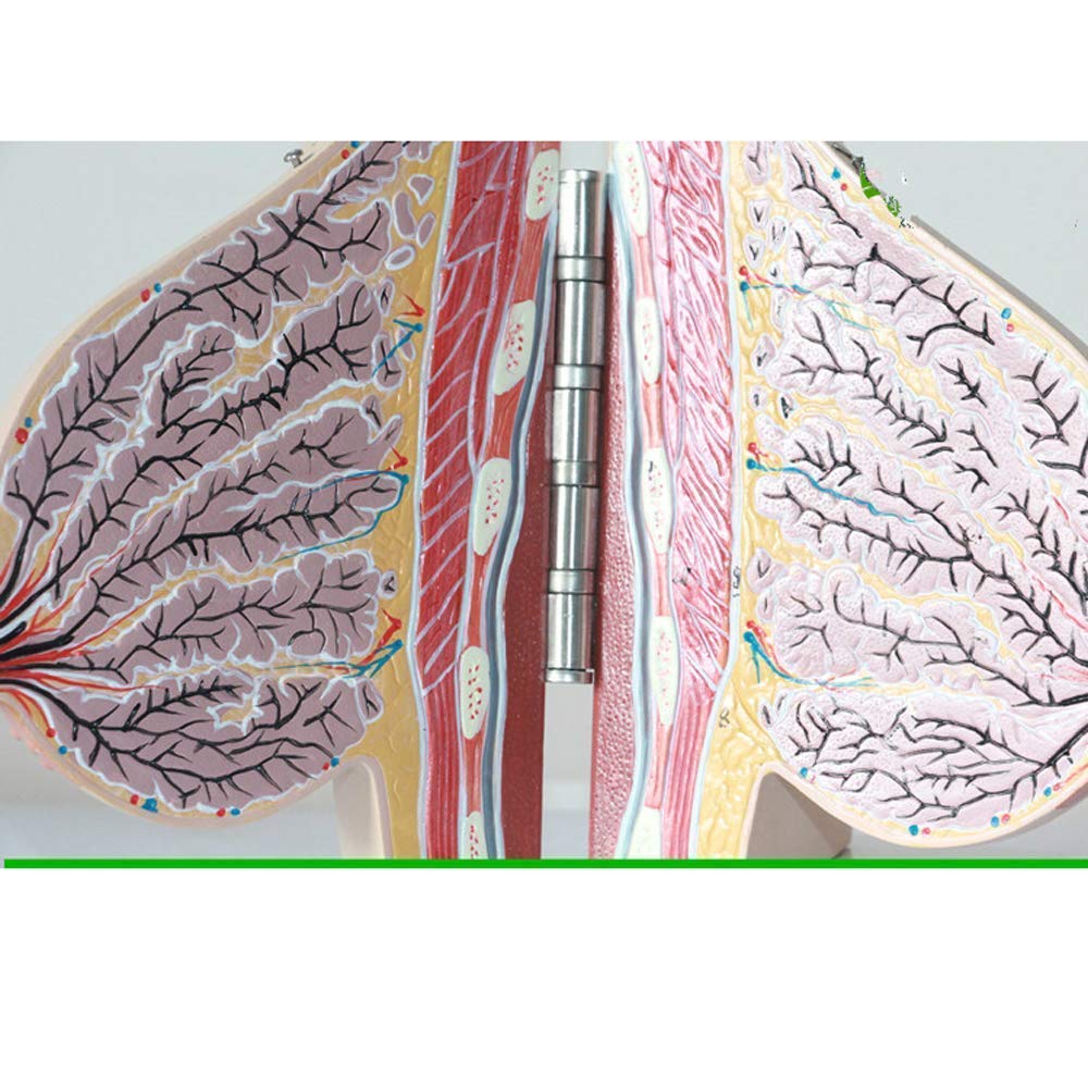 Model Anatomii Piersi Ludzkiej Zasoby Anatomii Ludzkiej Edukacja Medyczna Materiały Medyczne