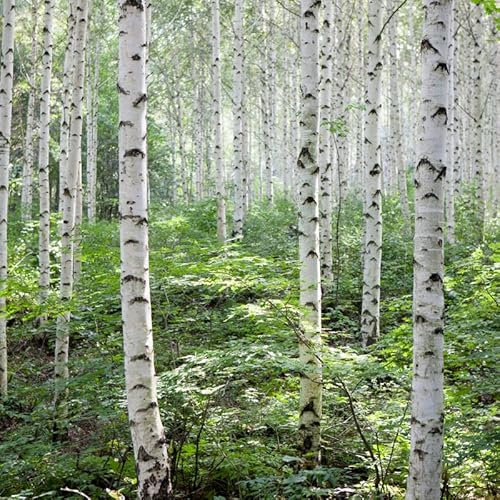 150 White Paper Birch Tree Seeds For Planting #TOP1