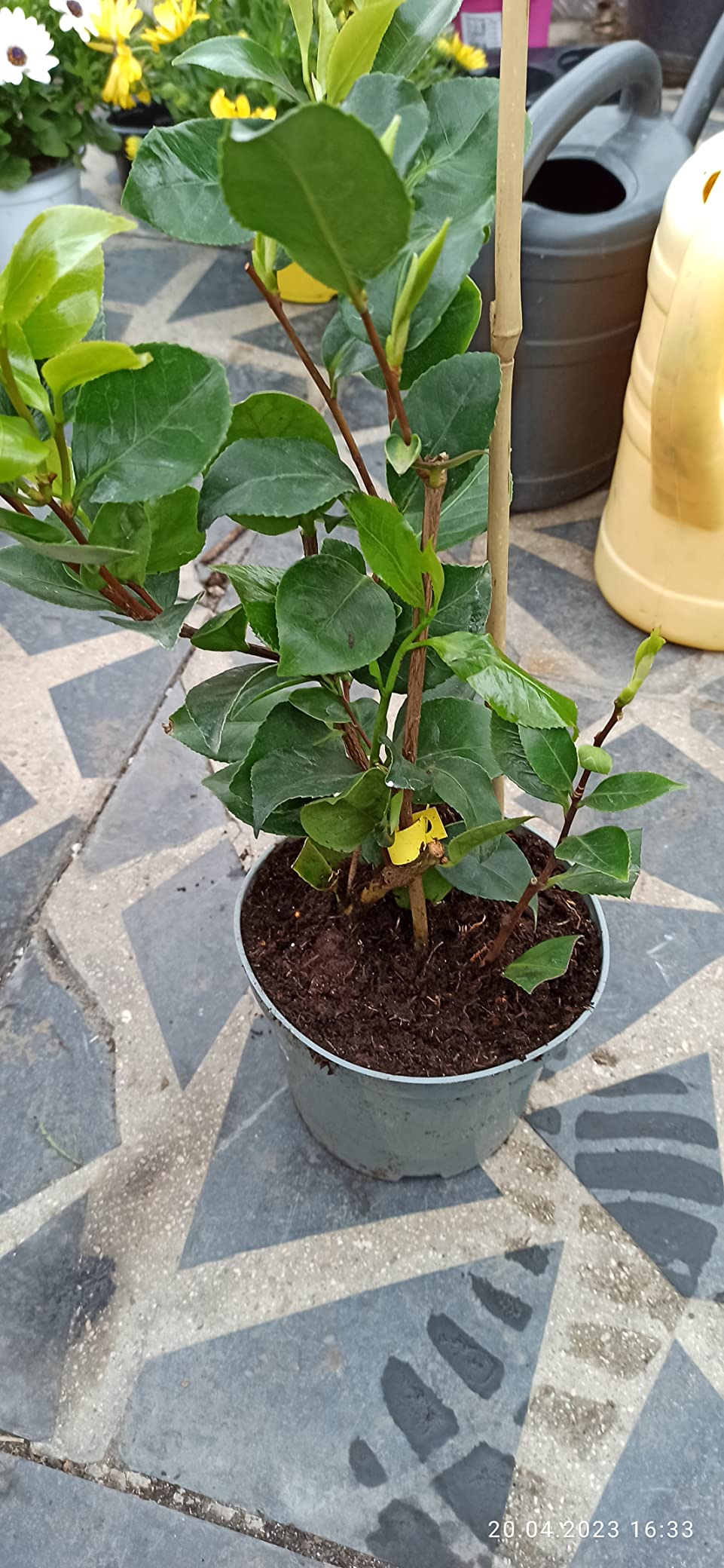 BALDUR Garten Winterharte GartenKamelie 'Tricolor', 1 Pflanze