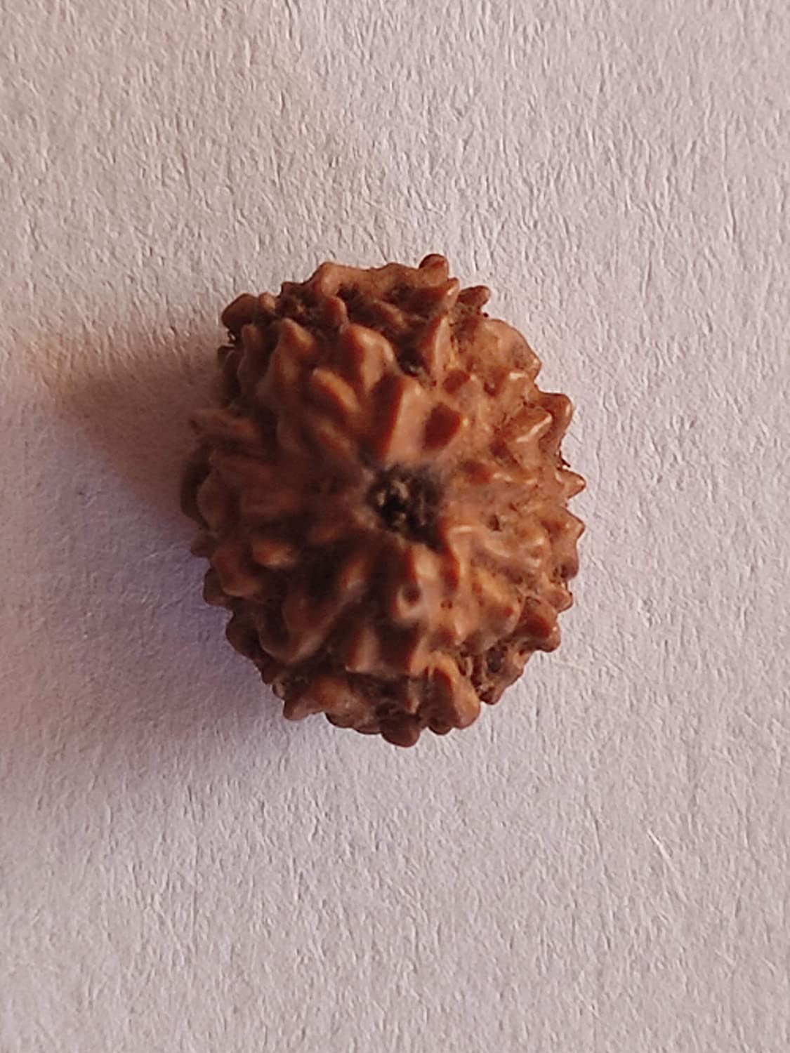 Rudraksha Mukhi lot de 10 perles authentiques à 10 visages pour création de bijoux