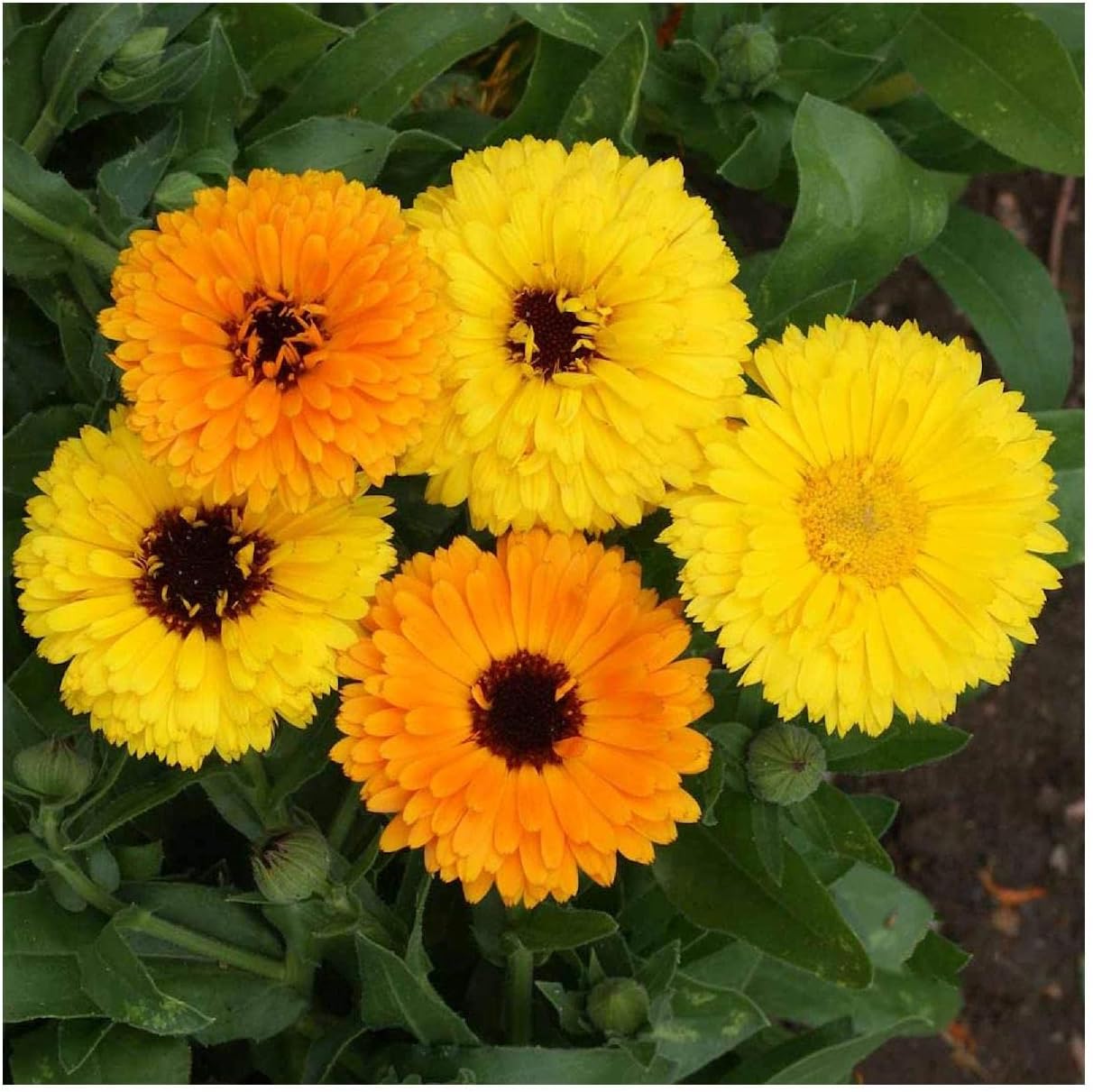 Everwilde Farms - 1 Lb Fiesta Gitana Calendula Wildflower Seeds - Gold Vault