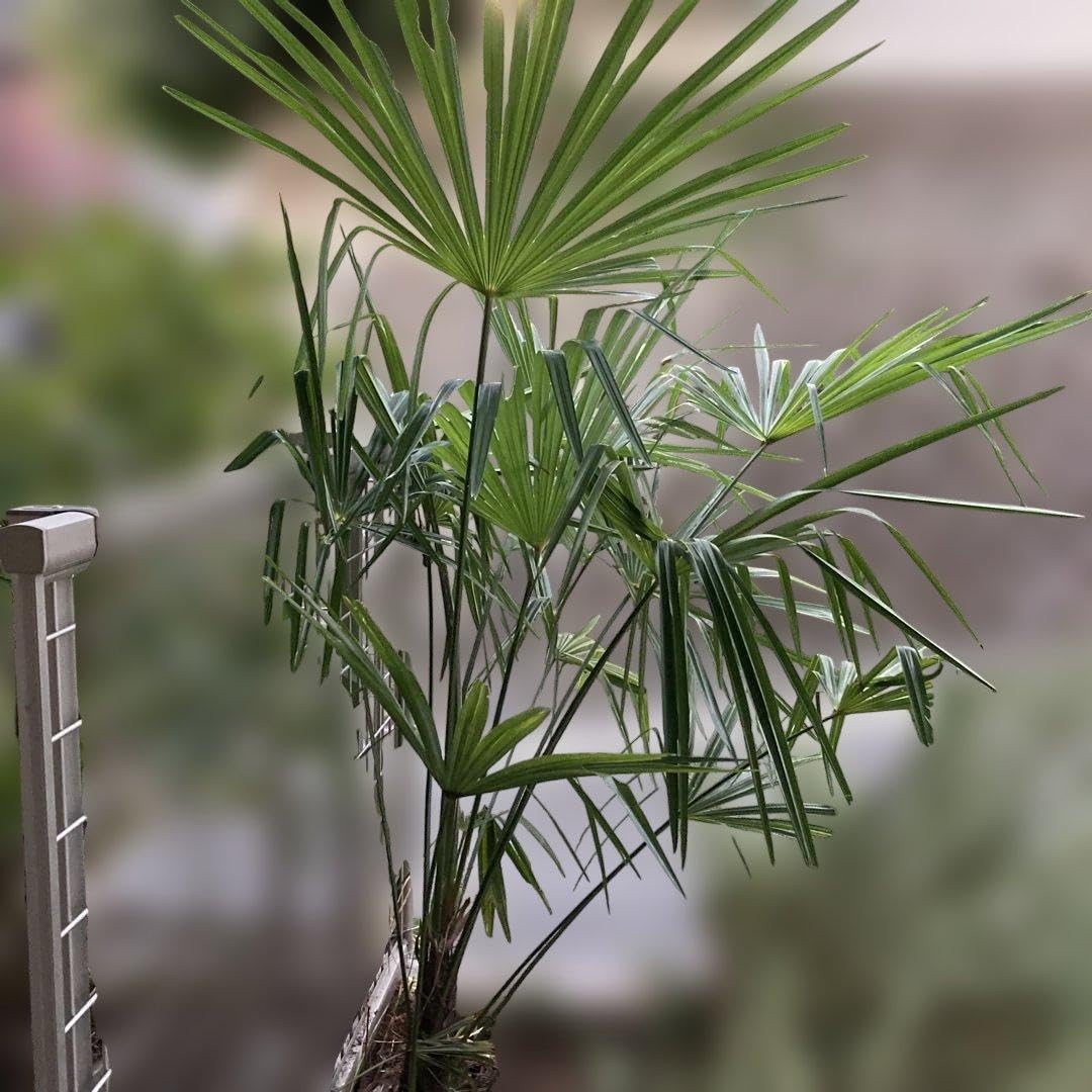Amazon｜耐寒性シュロの木 棕櫚の木｜観葉植物 オンライン通販