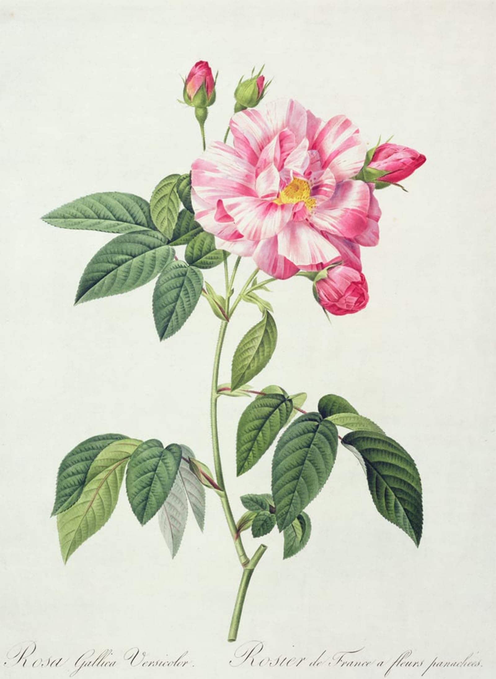 Tableau Toile Anti Reflet Rosa Gallica Redouté Grand Format 60x90