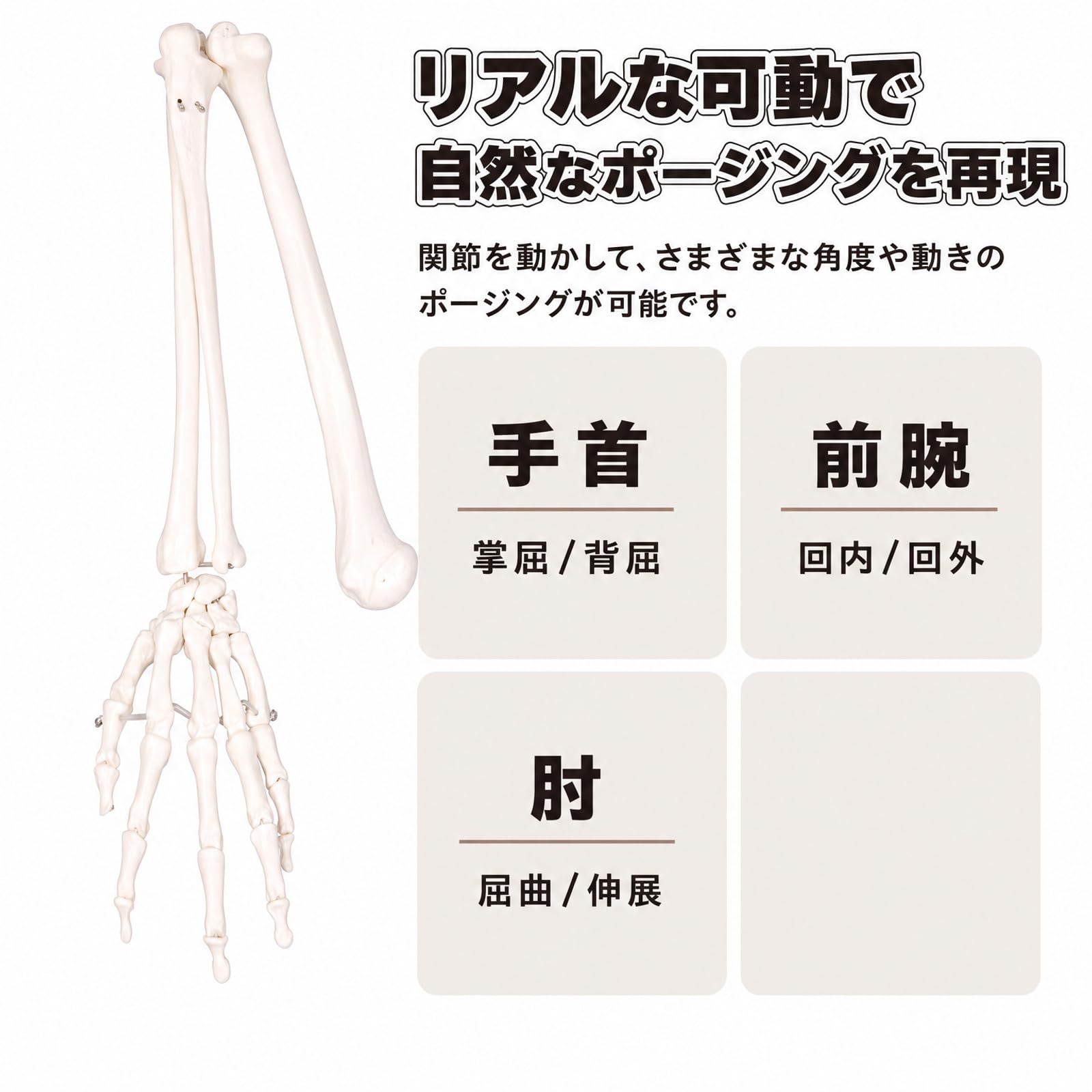 上肢骨格模型 等身大 関節可動タイプ 模型・プラモデル 上肢骨格模型 等身大 関節可動タイプ