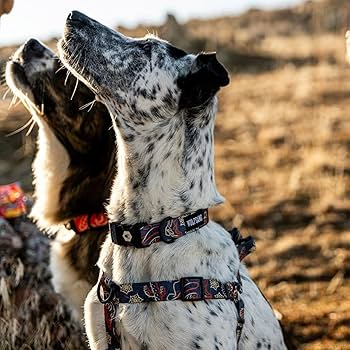 Amazon | WOLFGANG/ウルフギャング DigiFloral Harness (Mサイズ