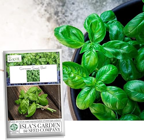 Semillas de albahaca dulce "genovesa" para plantar, más de 500 semillas de hierbas tradicionales por paquete, semillas de jardín de Isla (semillas