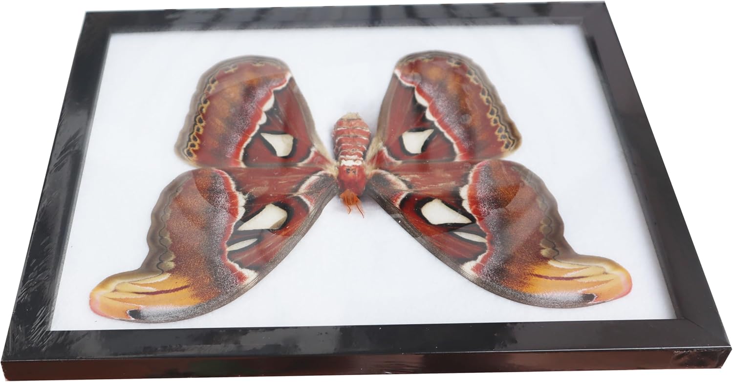 Real Atlas Moth Taxidermy – Framed Insect Specimen in 9x11X1 Inches Glass & Wood Box – Entomology Decor, Ethical Butterfly Display for Wall Art or Collection