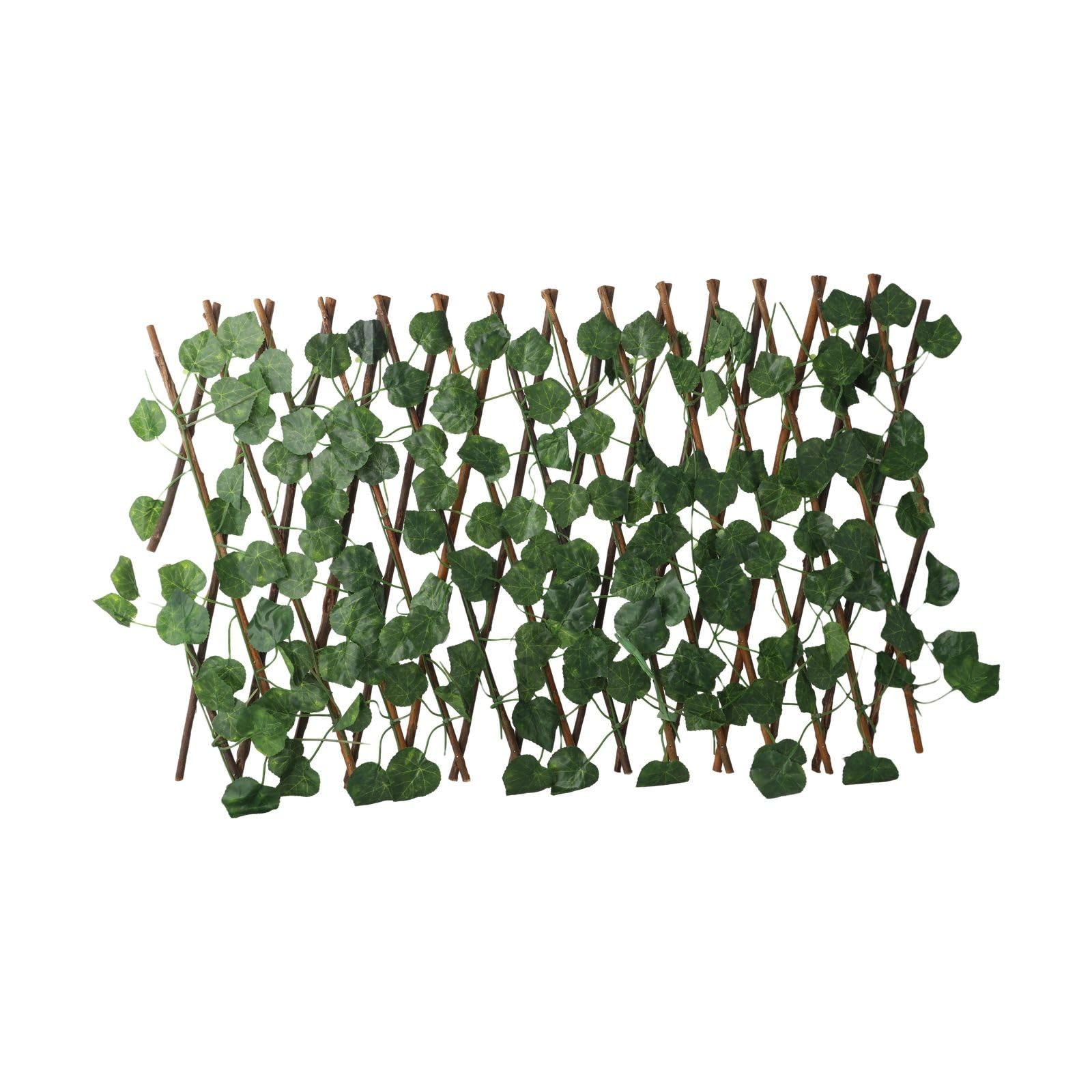 elefantenohr pflanze lila kaufen Alocasia Regal Shields - Elefantenohr - Zimmerpflanze - Grünpflanze